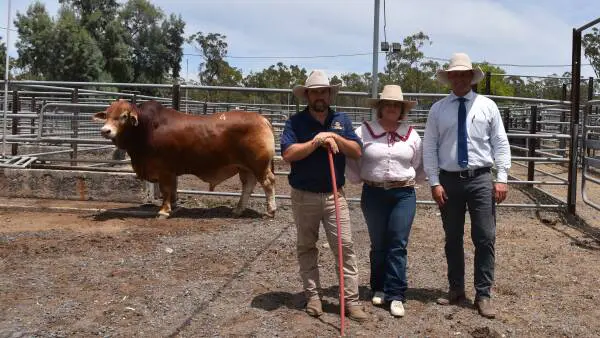 Bullzeye Droughtmaster sale right on target as average prices jump almost $2500