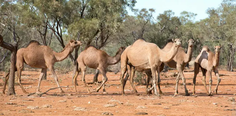 Feral – and threatened? Endangered camels, banteng and hog deer have found an unexpected refuge in Australia