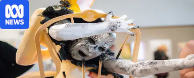 Art students explore Rat Barbies, AI and two-sided human forms