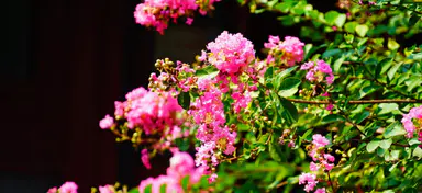 The mushy plants dividing Australians