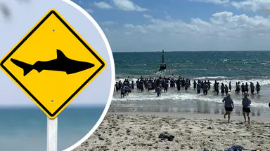 Group of Year 12 students defy shark warnings in mass swim at Cottesloe Beach after whale carcass washes up