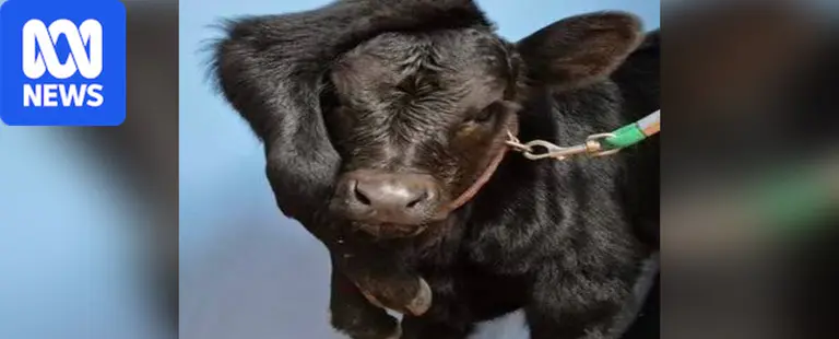 'Parasitic twinning' could explain calf born with two extra legs