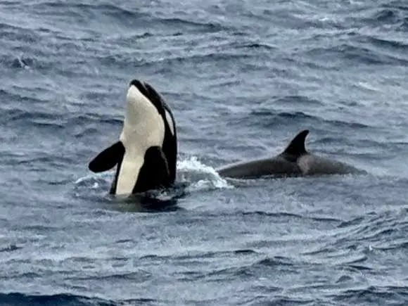 Don’t shoot the Orca!