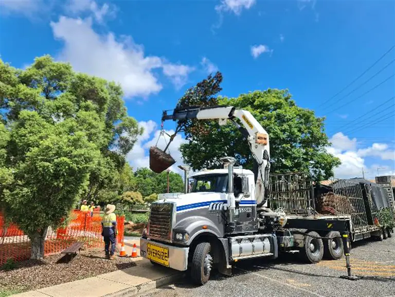 Kilcoy 公告：Kilcoy 卡达吉树替换计划