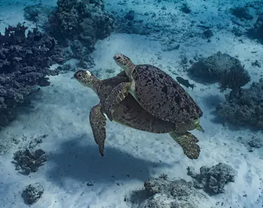Endangered turtles and ‘exceptional’ coral at risk from Woodside’s gas drilling in WA, watchdog says