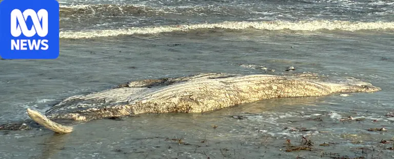 Cottesloe beaches shut as second dead whale washes ashore