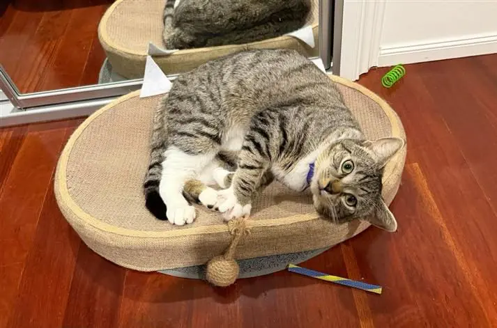 Wollongong Pet Connection’s Pets of the Week: Meet Felix and Biskit