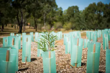 More trees for Hume