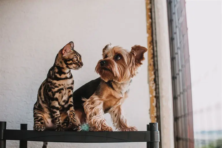 Council adopts Domestic Animal Management Plan 2026-29