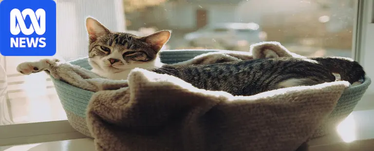 Pet cat restrictions mulled by WA councils as they face 'frustrating' wait