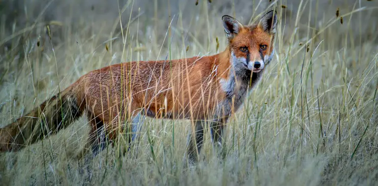 Calling species ‘invasive’ – and culling them – isn’t done lightly. But it matters to Australia’s threatened species