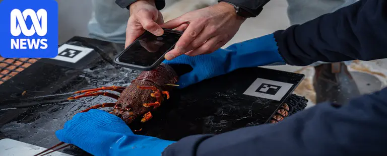 How artificial intelligence is helping the lobster industry
