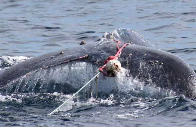 ORRCA raises funds for rescue drone to help marine mammals off Port Stephens