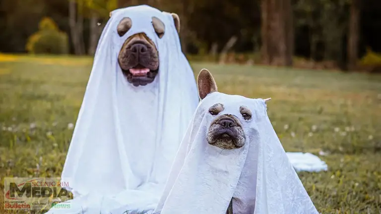 Dressing your pet for Halloween? This is what you need to know