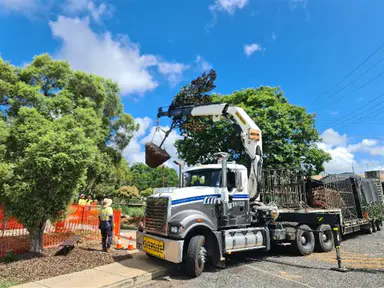 Public Notice: Kilcoy Cadaghi Tree Replacement Program