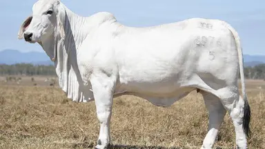 Queensland Brahman studs come together to secure sought-after genetics