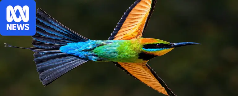 Stunning photos demonstrate why Darwin is known as the 'city of birds'