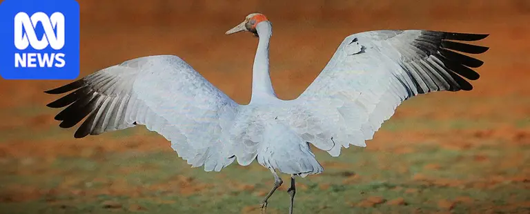 Drying wetlands create genetic risk for southern Australia's brolgas
