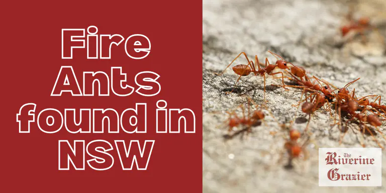 Biosecurity Alert: Overseas Fire Ant Nest Found in Sydney Logistics Hub