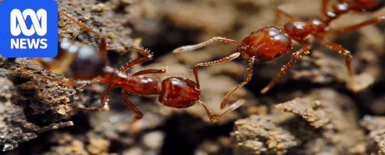 Invasive fire ants return to organic farms not treated for 14 months