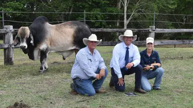 Local Proserpine stud takes home top Great Northern bull for second year