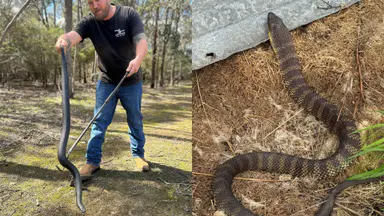 What attracts snakes to your yard? 6 things a snake catcher sees most