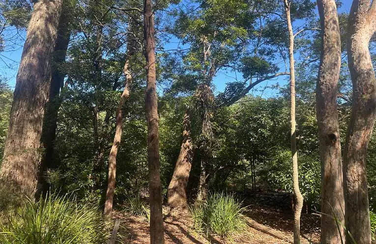 Residents invited to help form a Medowie Landcare group