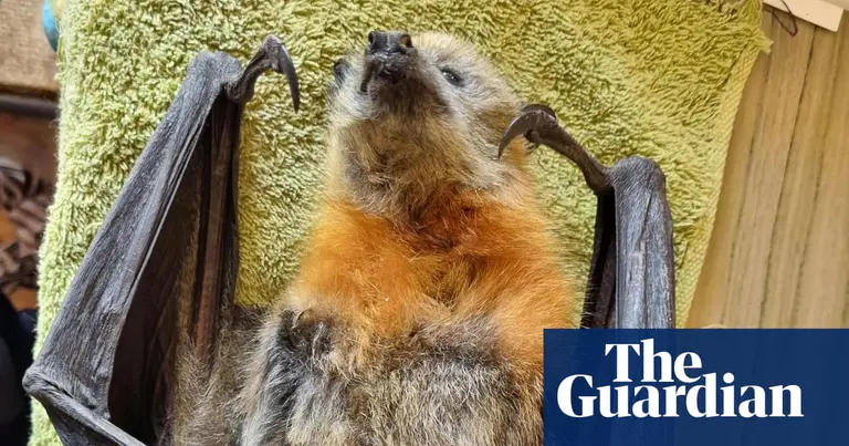 Flying foxes in NSW and Victoria face mass starvation amid food shortages