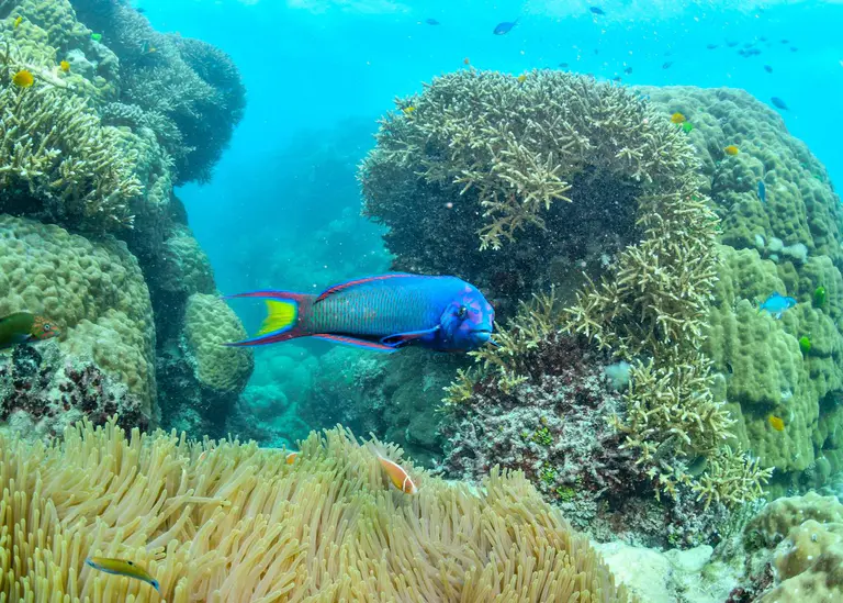 National agency issues first order to protect Great Barrier Reef
