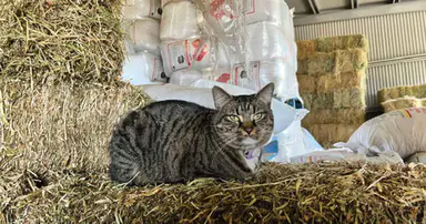 New Staff Member with Nine Lives