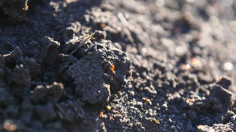 Super pest' fire ant nest found in logistics warehouse