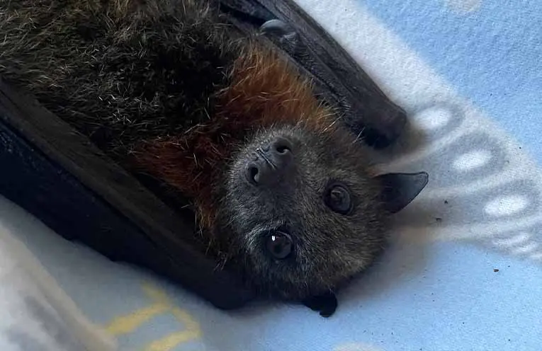 A ‘terrible starvation event’ is decimating NSW flying fox camps