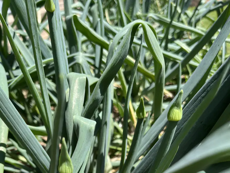 蔬菜种植日记：2026年10月 – 饥荒期