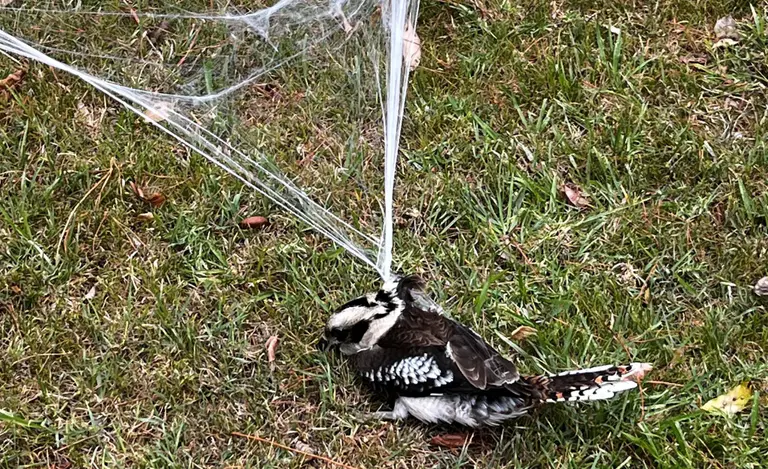 Halloween may haunt bats and birds as webs pose risk