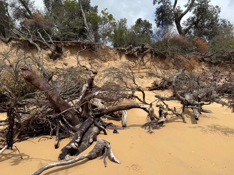 Bass Coast Shire presses panic button on Silverleaves’ work