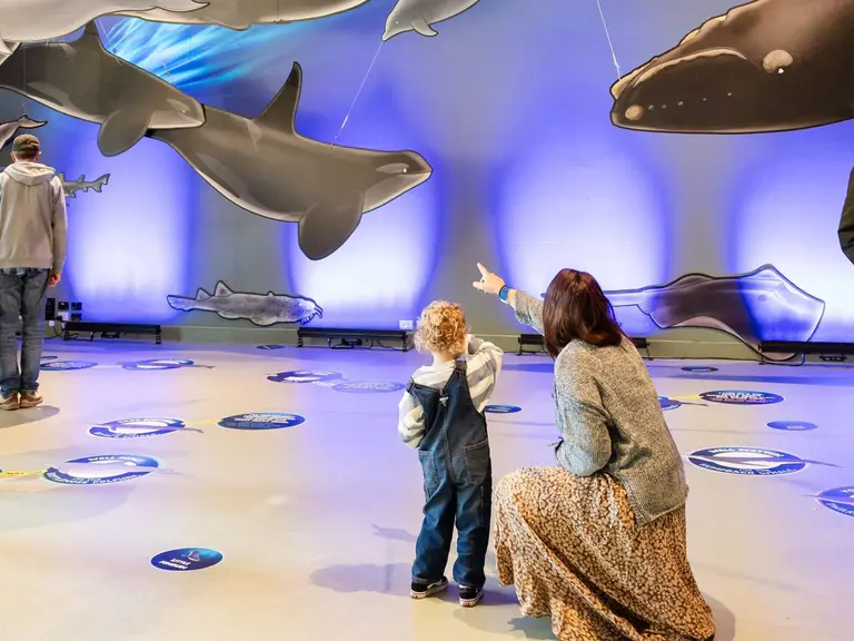 Island Whale Festival in line for second straight tourism gold