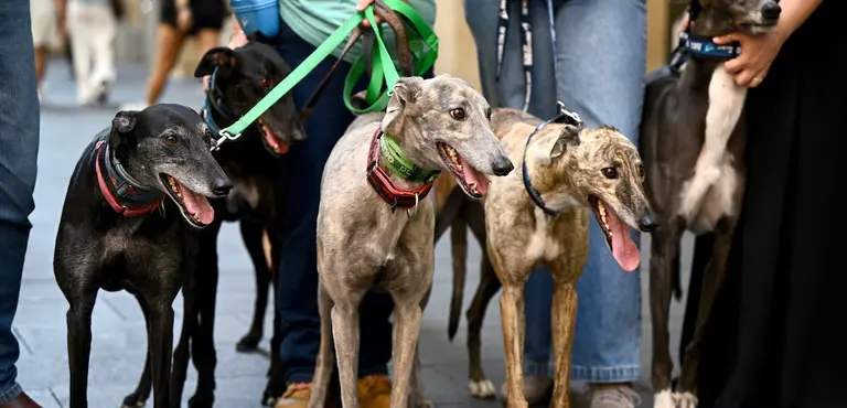 MPs & Advocacy Groups Join Forces In New Open Letter Begging For End of Greyhound Racing