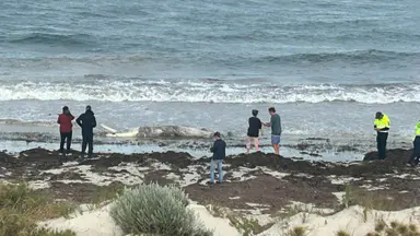 Whale carcass shuts Cottesloe beaches with people warned to stay out of the water as sharks sighted