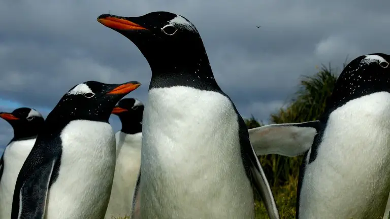 ‘Window is narrow’: Australian native animal populations plunge 70 per cent in WWF report