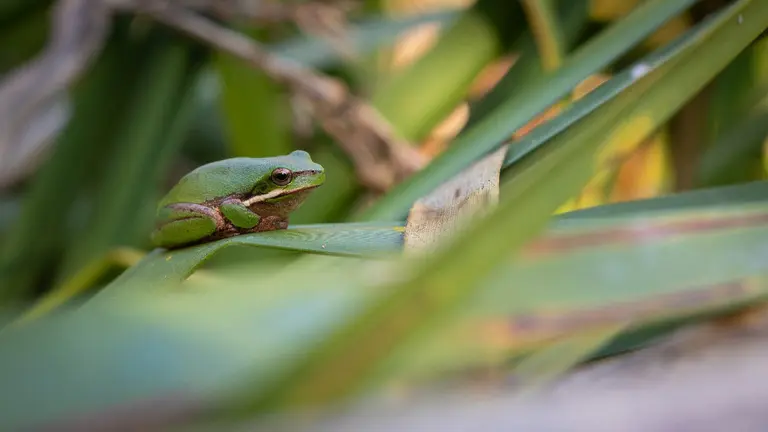 Frog of the month has mighty call – for its size