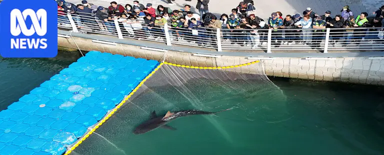 Shark trapped in South Korean city won't return to sea