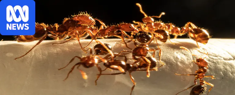 'One of the world's most invasive species' discovered in Sydney