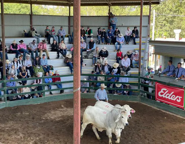 Prices up for beef cattle at Gympie