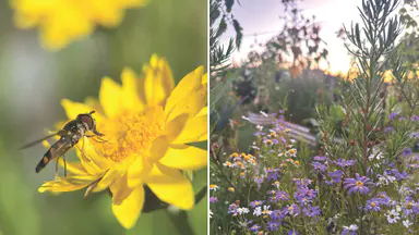Good garden bugs: 9 beneficial insects your garden needs