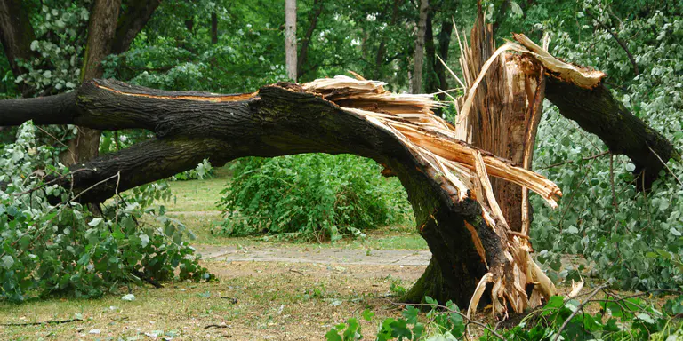 Tree vandals face $500,000 penalties