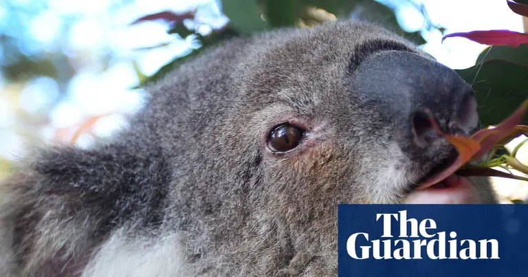 Koalas are cute, furry, iconic – and dying of chlamydia. But how well does the approved vaccine work?
