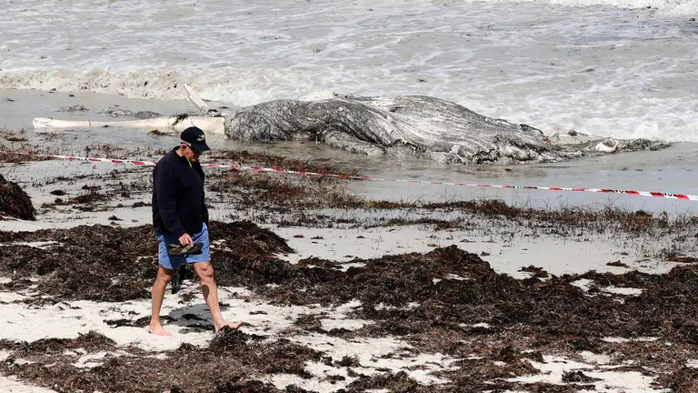 Whale carcass removed from Cottesloe beach after six-hour operation, beaches remain closed until tomorrow