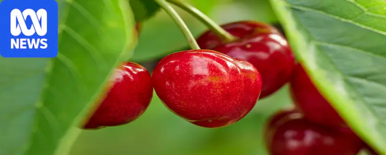 Unique trees stolen from one of SA's largest cherry producers