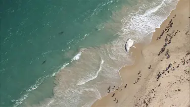 珀斯 (Perth) 海滩在鲸鱼尸体引发鲨鱼狂潮后几天重新开放