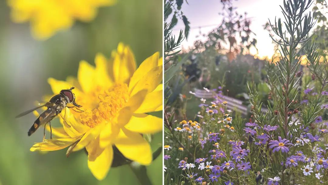 Good garden bugs: 9 beneficial insects your garden needs